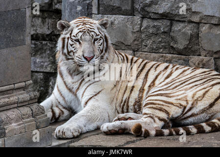 Weißer Tiger/gebleicht Tiger (Panthera tigris) Pigmentierung Variante des Bengalischen Tiger, beheimatet in Indien Stockfoto