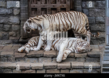 Zwei weiße Tiger / Tiger (Panthera Tigris), ursprünglich aus Indien, treffen in Tempel gebleicht Stockfoto