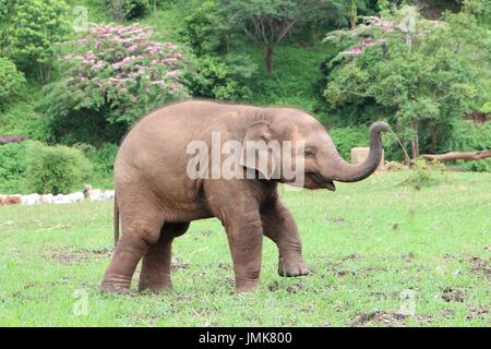 Elefantenbaby spielt im Elephant Nature Park Stockfoto