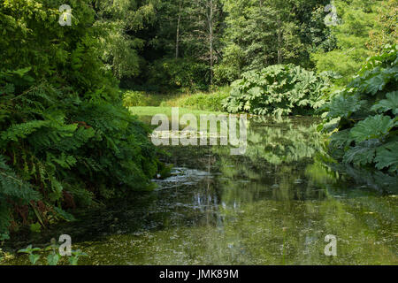 Bäume und Laub an einem englischen See im Sommer Stockfoto