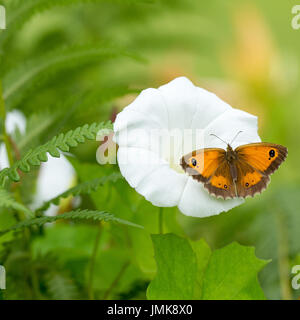 Gatekeeper Pyronia tithonus, Schmetterling oder Hedge braun ruht auf einem Hedge bindweed Blume in einem englischen Wald auf einen Sommertag Hampshire, England Großbritannien Stockfoto