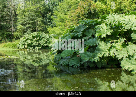 Gunnera Manicata, brasilianischen Riesen Rhabarber Pflanzen wachsen neben eines englischen Sees im Sommer Stockfoto