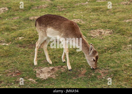 Doe grasen auf einer Wiese Stockfoto