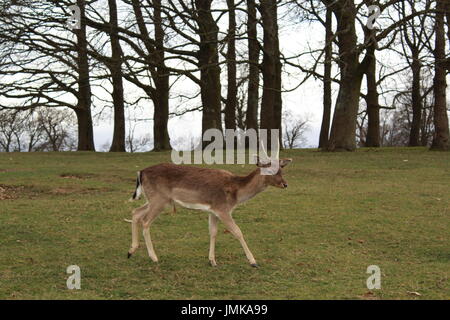 Reh auf einer Wiese zu Fuß durch einen Wald Stockfoto