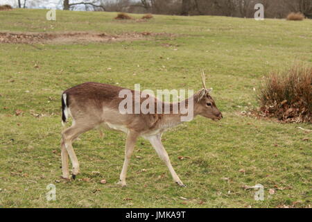 Hirsche zu Fuß auf einer Wiese Stockfoto