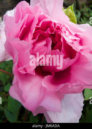 Nahaufnahme, verträumt, weichen Fokus einer zarten, rosa Pfingstrose Blume. Stockfoto