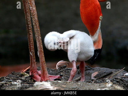 Putzen, Neugeborenen amerikanischer oder Karibik Flamingo Baby (Phoenicopterus Ruber) auf dem Nest von der Mutter betreut. Stockfoto