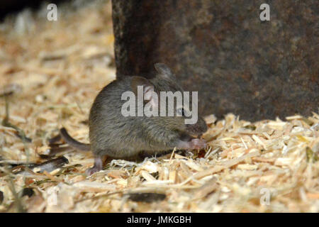 Hausmaus (Mus Musculus) - sitzen und Essen oder an einem Samen knabbern Stockfoto