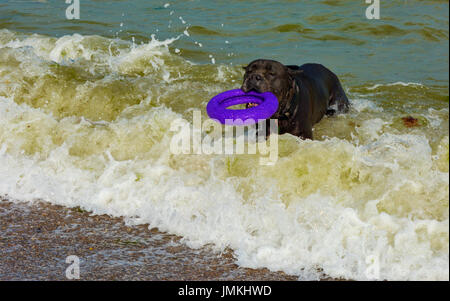 Rottweiler Hund im Wasser am Strand spielen mit einem Spielzeug in Form eines Ringes Stockfoto