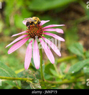 Hummel auf lila Echinacea Stockfoto