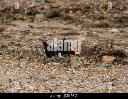 Austernfischer auf nest Stockfoto