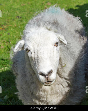 Gesicht der Herdwick Schafe, starrte in die Kamera, im Lake District Cumbria England Stockfoto