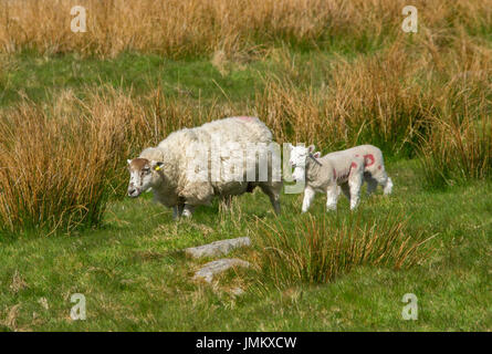 Herdwick Schafe, Erbe-Rasse, mit Lämmer im Lake District, England Stockfoto