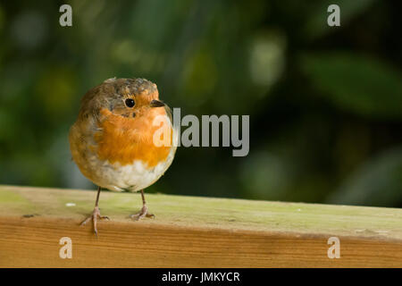 Rotkehlchen mit Platz für Kopie oder text Stockfoto