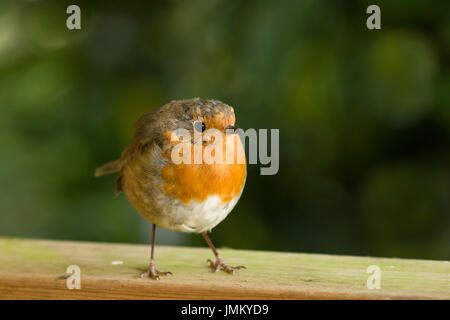 Rotkehlchen auf Zaun. Stockfoto