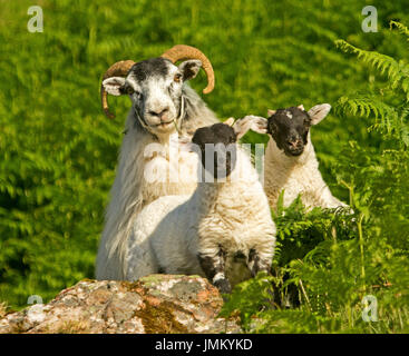 Swaledale Schafen, Erbe-Rasse, mit geschwungenen Hörnern. mit zwei schwarzen konfrontiert Lämmer starren alle auf Kamera Stockfoto