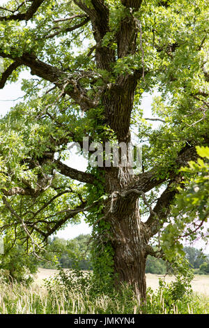 Eiche in der Prärie im Sommer bei blauem Himmel Stockfoto