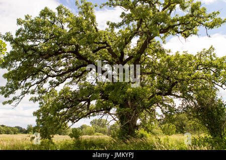 Eiche in der Prärie im Sommer bei blauem Himmel Stockfoto