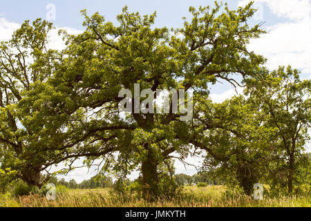 Eiche in der Prärie im Sommer bei blauem Himmel Stockfoto