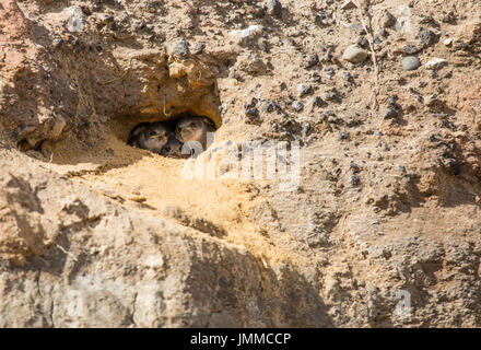 Drei Uferschwalbe (Riparia riparia) Küken in Nesting Bohrung auf Lehm coastal Cliff zwischen Redcar und Saltburn. England. Großbritannien Stockfoto