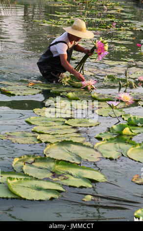 Changxing, China Zhejiang Provinz. 28. Juli 2017. Ein Landwirt nimmt ornamentalen Lotusblüten, in Lyvshan Dorf, Changxing County, Ost-China Zhejiang Provinz, 28. Juli 2017. Bauern vom Anbau von Zierpflanzen Lotusse profitiert. Bildnachweis: Li Mingfang/Xinhua/Alamy Live-Nachrichten Stockfoto