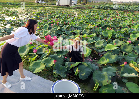 Changxing, China Zhejiang Provinz. 28. Juli 2017. Ein Landwirt nimmt ornamentalen Lotusblüten, in Lyvshan Dorf, Changxing County, Ost-China Zhejiang Provinz, 28. Juli 2017. Bauern vom Anbau von Zierpflanzen Lotusse profitiert. Bildnachweis: Li Mingfang/Xinhua/Alamy Live-Nachrichten Stockfoto