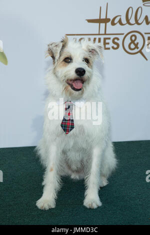 Kalifornien, USA. Juli 2017. Happy Dog Hallmark Channel Hallmark Movies Mysteries 2017 Sommer TCA Tour Juli 27,2017 Beverly Hills, Kalifornien. Stockfoto