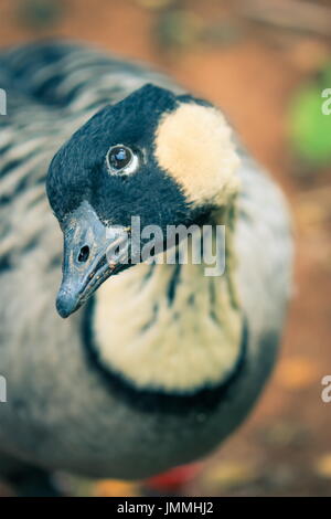 Nene (Branta Sandvicensis), auch bekannt als die hawaiische Gans, ist eine Art der Gans auf den hawaiischen Inseln endemisch. Stockfoto