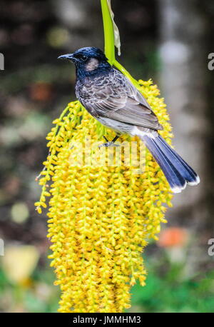 Nahaufnahme Bild eines roten entlüftet Bulbul Vogel auf einem Cluster von Pritchardia Palmenfrucht Fütterung. Stockfoto