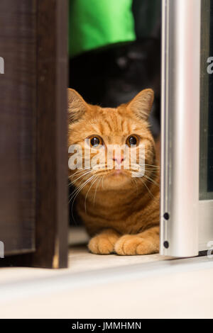 Rothaarige erwachsene Katze versteckt sich im Schrank vorsichtig heraus suchen Stockfoto