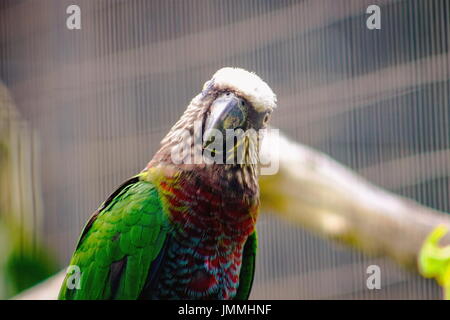 Der rot-Fan Papagei (Deroptyus Accipitrinus), auch bekannt als der unter der Leitung von Hawk Papagei ist eine ungewöhnliche neue Welt Papagei stammt aus dem Amazonas-Regenwald. Stockfoto