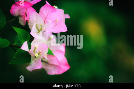 Bougainvillea ist eine Gattung der dornigen ornamentalen Reben, Sträucher und Bäume mit Blume-wie Frühling Blätter in der Nähe seiner Blumen. Stockfoto