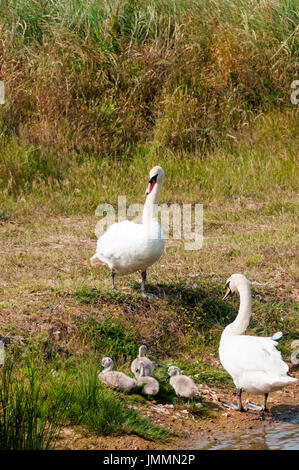 Ein paar Höckerschwäne, Cygnus Olor, mit vier cygnets Stockfoto