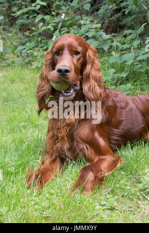 Irish Red Setter / Red Setter Hund in einer Garten-Umgebung Stockfoto