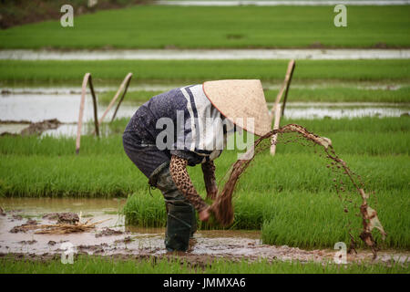 Ernten von Reis Stockfoto