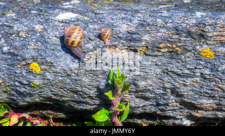 Schnecke kriecht auf eine Hard-Rock-Textur in der Natur; braun gestreift Schnecke zu Fuß auf den Felsen in regnerischen Tag, Bretagne (Bretagne), Frankreich Stockfoto