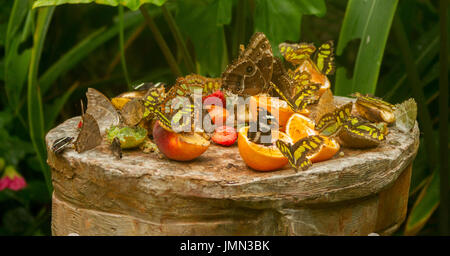 Panoramablick über vielfältige Artengruppe von topischen Schmetterlinge ernähren sich von Obst auf Schmetterlingsfarm Stockfoto