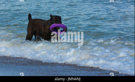 Rottweiler Hund im Wasser am Strand spielen mit einem Spielzeug in Form eines Ringes Stockfoto