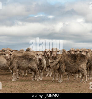 Australian merino Schafe weiden im ländlichen New South Wales Stockfoto
