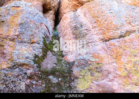 Proben von Moos, Algen und Flechten auf vulkanischem Gestein. Stockfoto