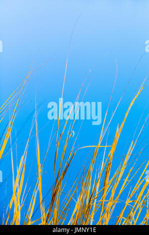 Helle golden gebürtige Gräser neben blauen Wasser, Lake Bennett N.T. Australien Stockfoto
