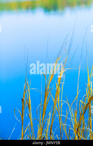 Helle golden gebürtige Gräser neben blauen Wasser, Lake Bennett N.T. Australien Stockfoto