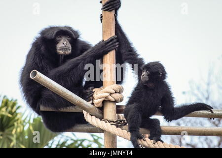 Eine Siamang (Symphalangus Syndactylus) Mutter und baby Stockfoto
