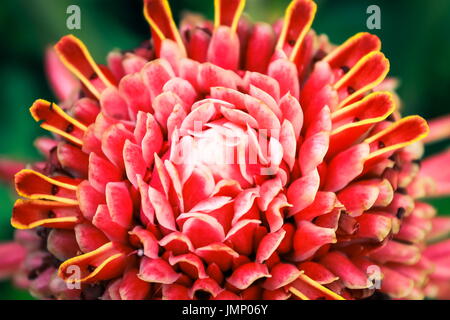 Schließen Sie herauf Bild einer Blume rot Taschenlampe Ginger (Etlingera Elatior) Stockfoto