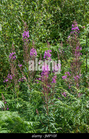 /Rosebay Weidenröschen Epilobium angustifolium Kolonie neben einem strassenrand Hedge. Die jungen Blätter können Essen gekocht werden. Stockfoto