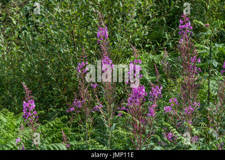 /Rosebay Weidenröschen Epilobium angustifolium Kolonie neben einem strassenrand Hedge. Die jungen Blätter können Essen gekocht werden. Stockfoto