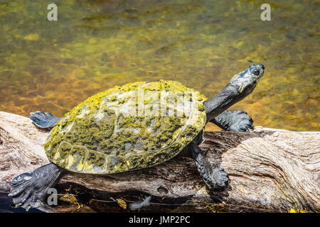 Gelb gefleckten Amazon Schildkröte - Podocnemis unifilis Stockfoto