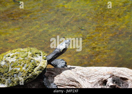 Gelb gefleckten Amazon Schildkröte - Podocnemis unifilis Stockfoto