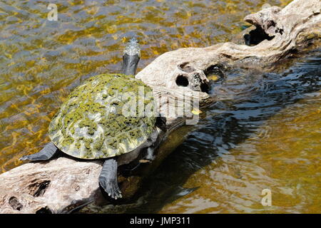 Gelb gefleckten Amazon Schildkröte - Podocnemis unifilis Stockfoto