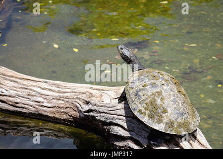 Gelb gefleckten Amazon Schildkröte - Podocnemis unifilis Stockfoto